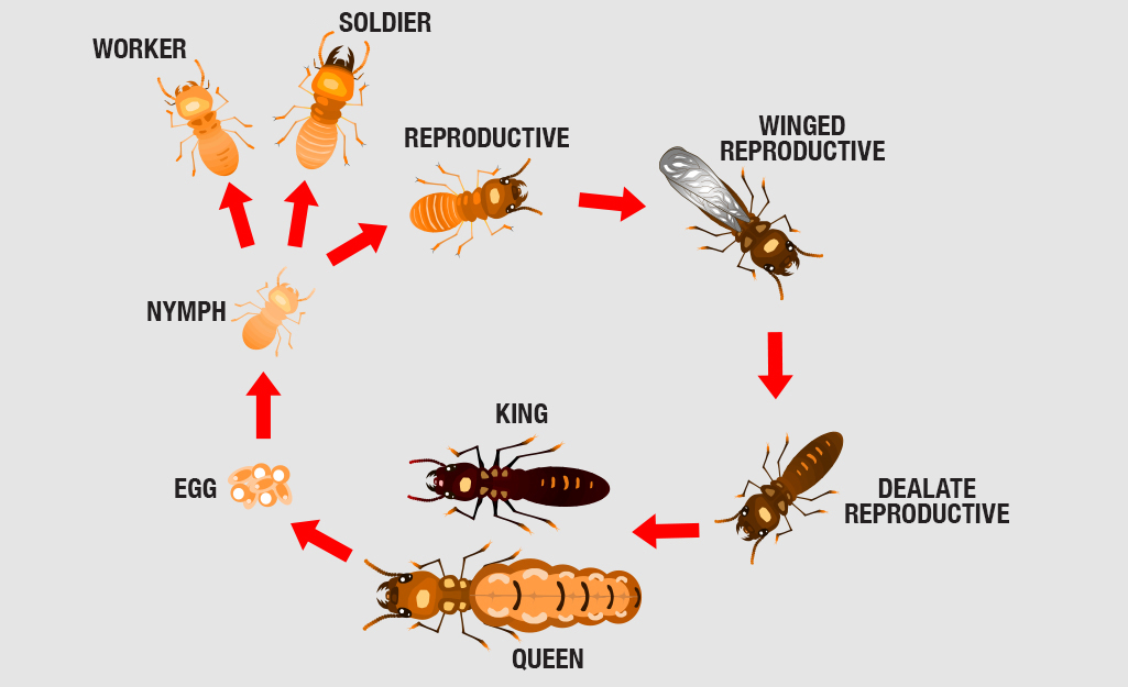 Termites Biology