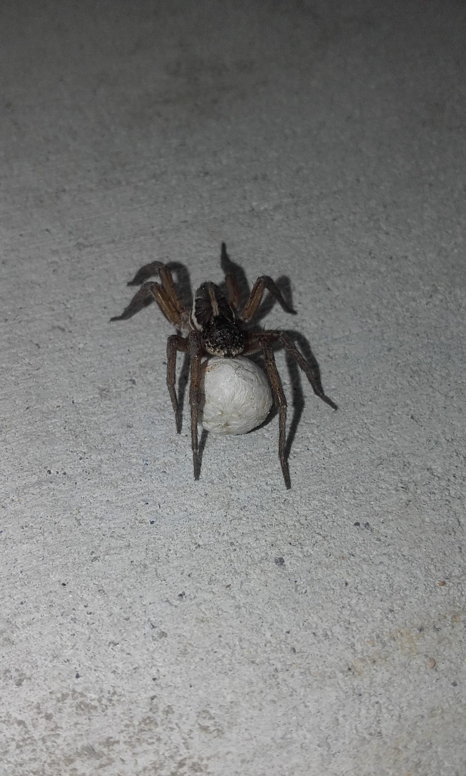 Huntsman spider with egg sack