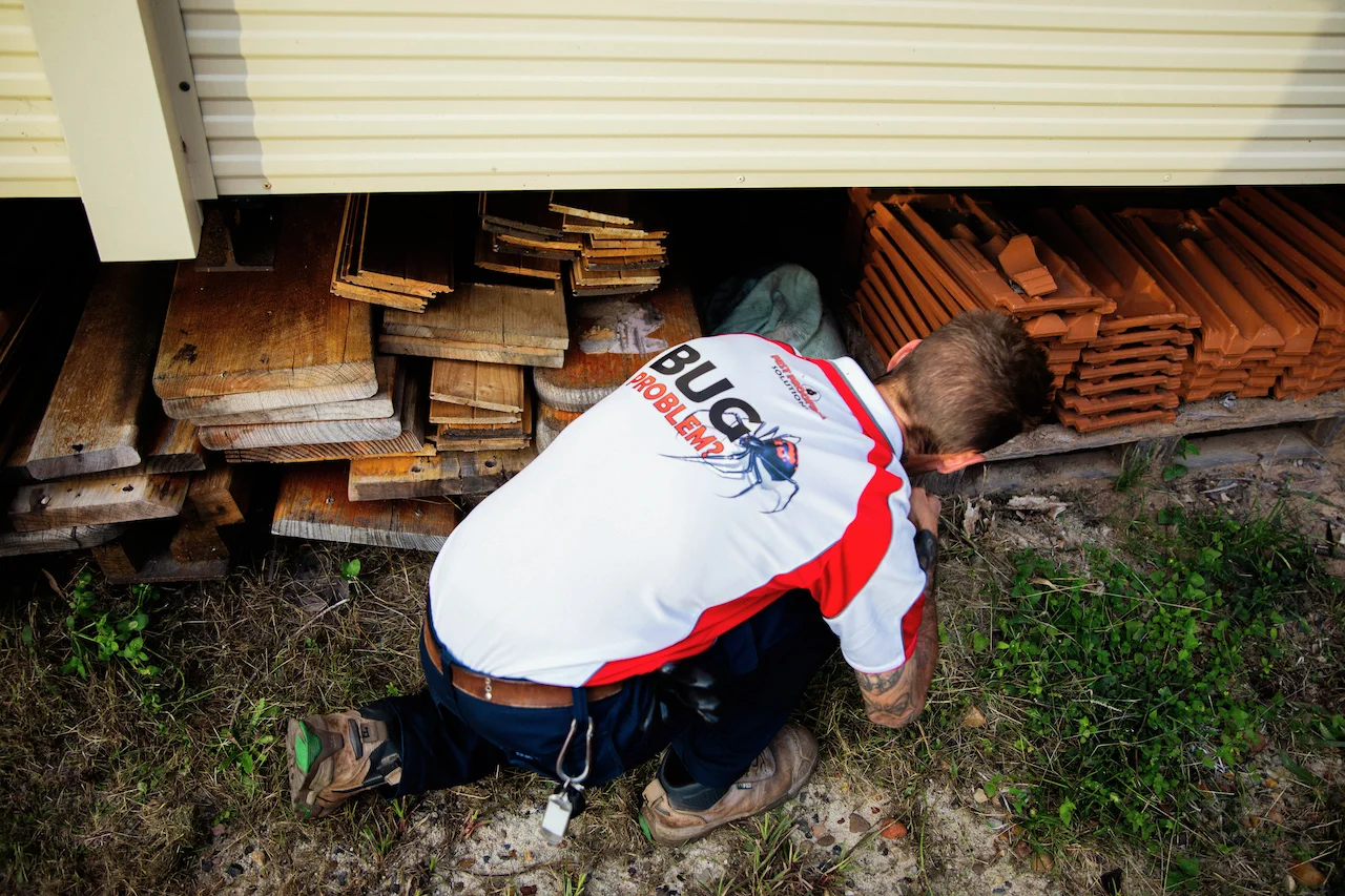 Team member looking for termites